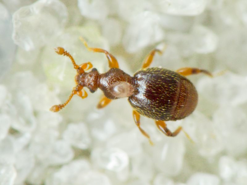 Bryaxis puncticollis (Denny, 1825)